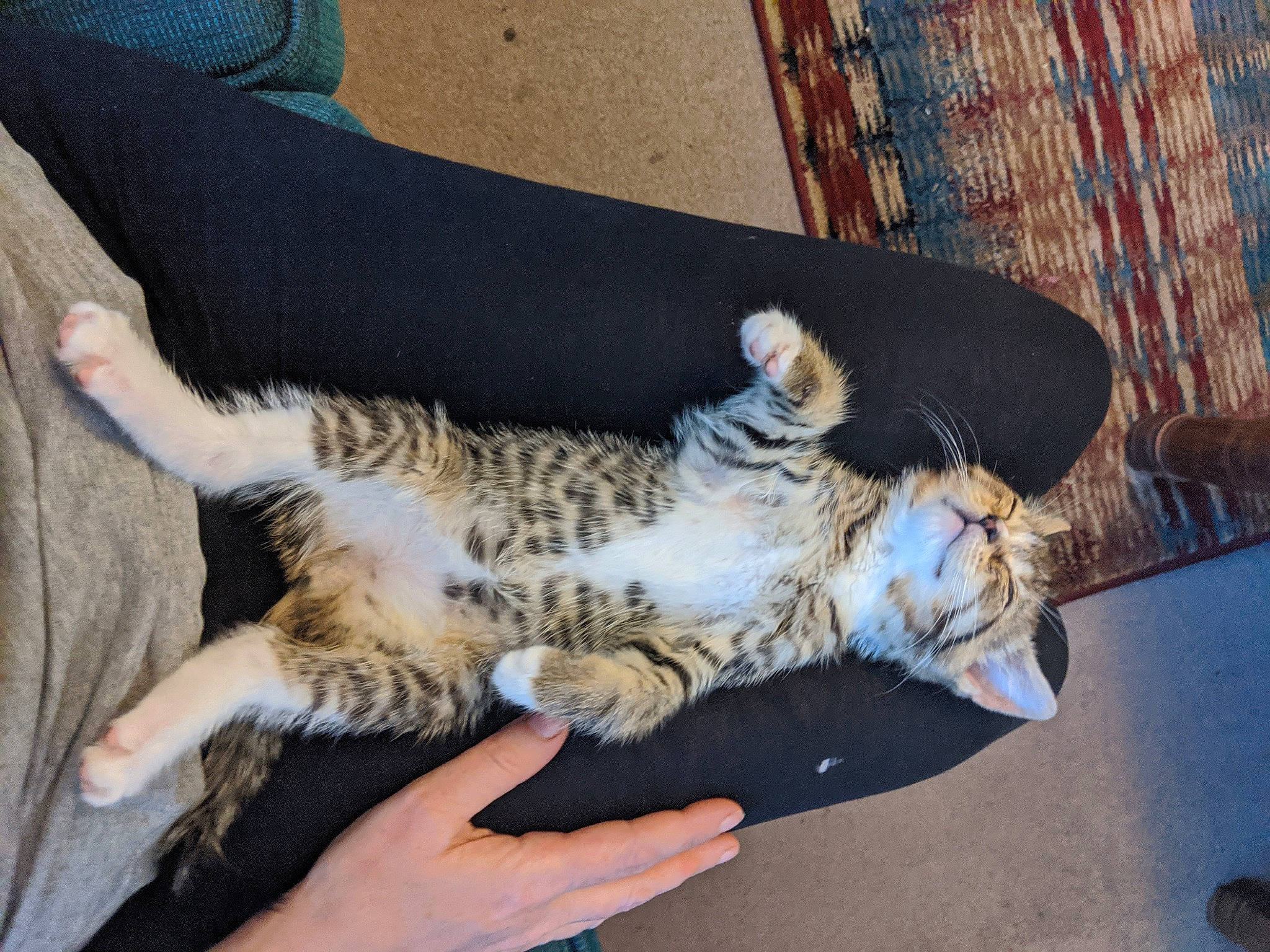 Clara is registered to the contest to win money with this photo: carnivore, cat, claw, domestic_short_haired_cat, dragon_li, egyptian_mau, european_shorthair, felidae, paw, small_to_medium_sized_cats, tabby_cat, tail, whiskers