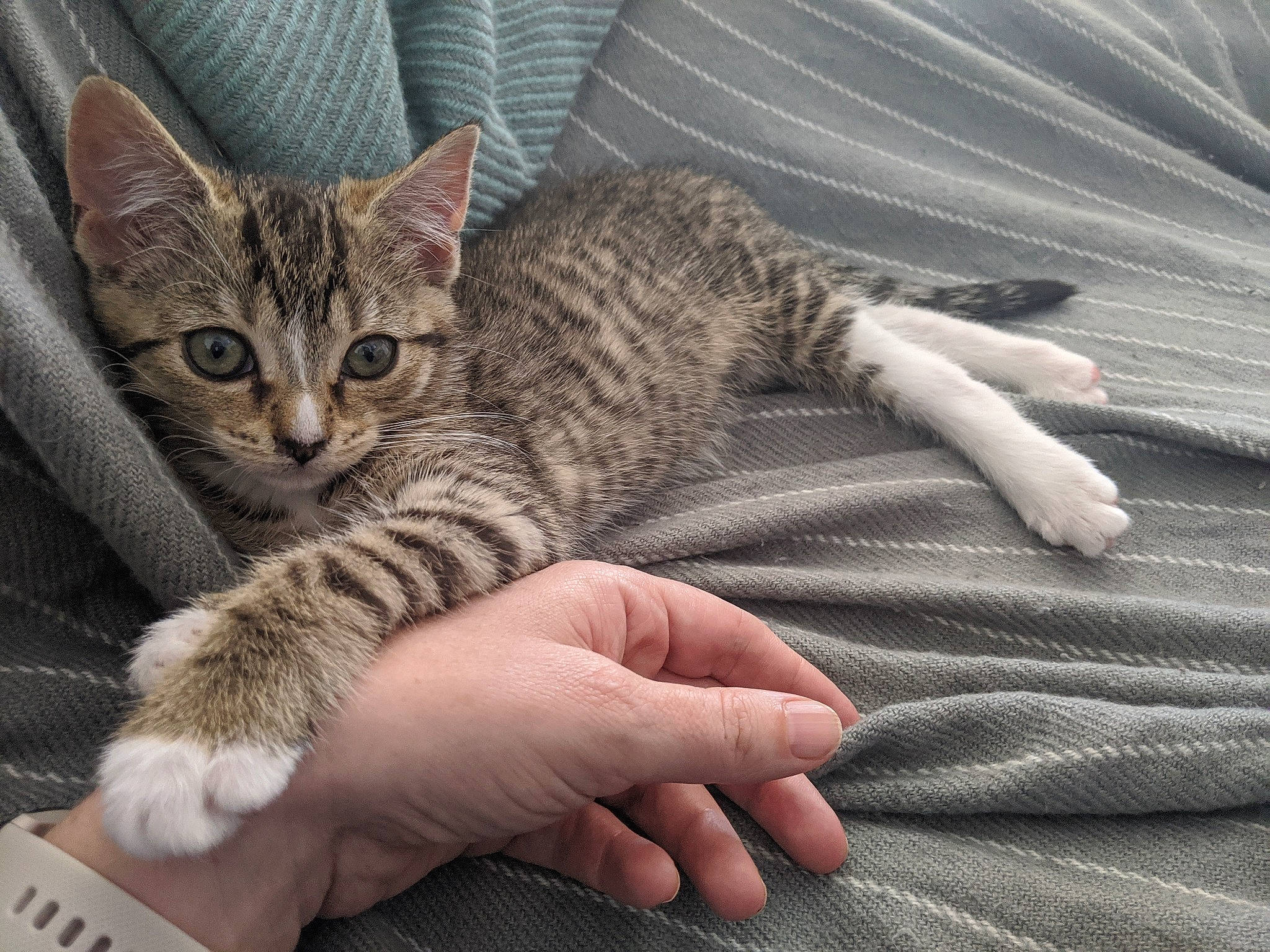 Clara joined the competition — help win amazing prizes! aegean_cat, american_wirehair, arabian_mau, asian, australian_mist, california_spangled, carnivore, cat, claw, domestic_short_haired_cat, dragon_li, european_shorthair, felidae, kitten, mammal, skin, small_to_medium_sized_cats, tabby_cat, vertebrate, whiskers