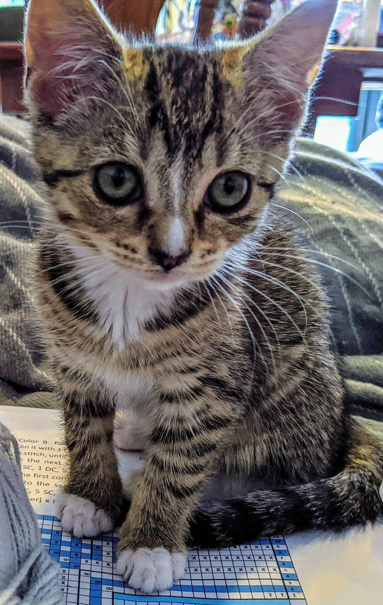 Clara joined the competition — help win amazing prizes! aegean_cat, american_shorthair, american_wirehair, asian, california_spangled, carnivore, cat, domestic_short_haired_cat, dragon_li, egyptian_mau, european_shorthair, felidae, kitten, mammal, small_to_medium_sized_cats, snout, tabby_cat, vertebrate, whiskers, wild_cat