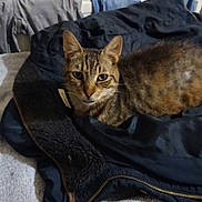 Raptor a rejoint le concours — aidez-le/la à gagner de superbes lots ! animal, casual, cat, clothing, comfort, cozy, curious, domestic, fabric, feline, fur, home, indoor, jacket, looking, pet, relaxed, resting, soft_texture, tabby_cat