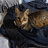animal, casual, cat, clothing, comfort, cozy, curious, domestic, fabric, feline, fur, home, indoor, jacket, looking, pet, relaxed, resting, soft_texture, tabby_cat
