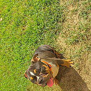Rocco joined the competition — help win amazing prizes! animal, black, brown, bulldog, collar, cute, dog, grass, ground, happy, nature, outdoor, pet, playful, puppy, shadow, sunlight, tongue_out, white, young