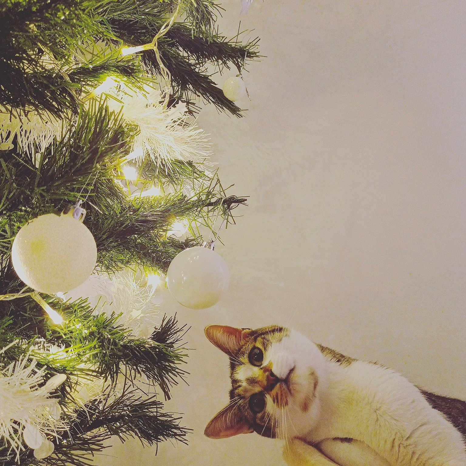 Karin a rejoint le concours — aidez-le/la à gagner de superbes lots ! cat, christmas_tree, closeup, cozy, curious, cute, decorations, domestic_animal, feline, festive, greenery, holiday, indoor, lights, ornaments, pet, relaxing, tree_branches, warm_light, white_ornaments