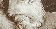 Zeus a rejoint le concours — aidez-le/la à gagner de superbes lots ! cat, fluffy, long_hair, chair, indoor, pet, relaxed, sepia, vintage, portrait, animal, feline, whiskers, paw, fur, resting, cozy, domestic, side_view, calm