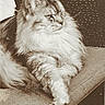 cat, fluffy, long_hair, chair, indoor, pet, relaxed, sepia, vintage, portrait, animal, feline, whiskers, paw, fur, resting, cozy, domestic, side_view, calm