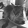 Zeus a rejoint le concours — aidez-le/la à gagner de superbes lots ! cat, maine_coon, long_hair, feline, pet, indoor, table, ears, whiskers, fur, close_up, black_and_white, portrait, animal, relaxed, gaze, house, living_room, furniture, cozy