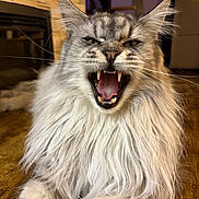 Zeus participe au concours pour gagner de l'argent avec cette photo : cat, long_hair, fluffy, yawning, teeth, indoor, wood_floor, fireplace, cozy, pet, animal, feline, whiskers, ears, mouth_open, tongue, fur, closeup, portrait, domestic_cat