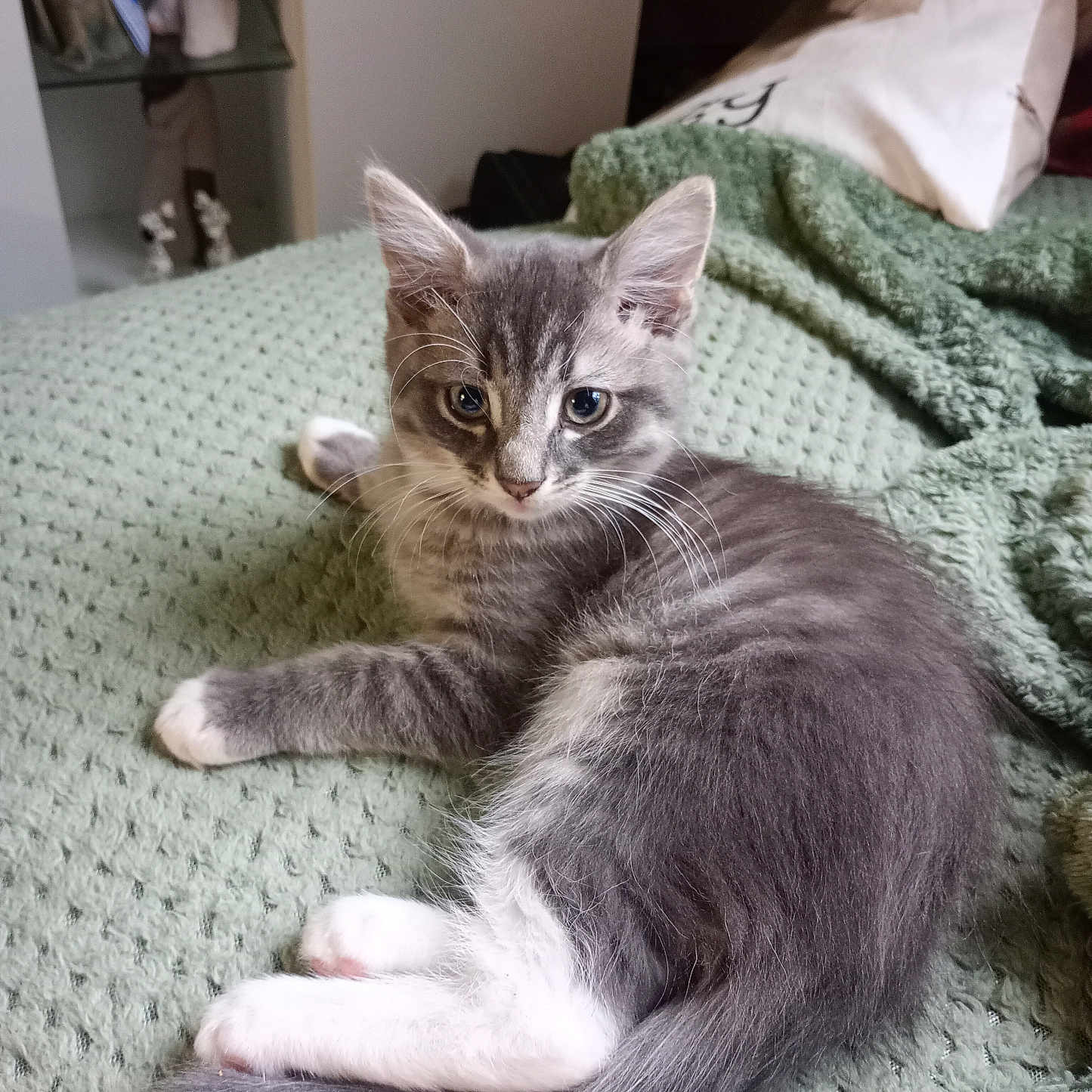Milo joined the competition — help win amazing prizes! abyssinian, animal, bed, bedroom, blanket, boy, cat, child, couch, furniture, homedecor, indoors, kitten, linen, male, manx, person, pet, room, siamese