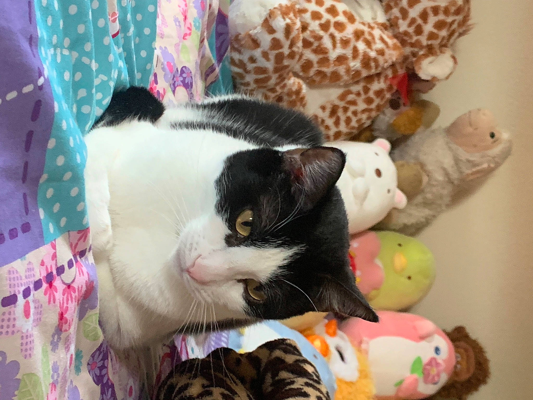 Oreo joined the competition — help win amazing prizes! carnivore, cat, comfort, creative_arts, domestic_short_haired_cat, fawn, felidae, fur, lap, linens, mammal, pattern, pink, small_to_medium_sized_cats, tail, textile, toy, vertebrate, whiskers, white