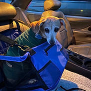 Penny joined the competition — help win amazing prizes! animal, blue, car_interior, cozy, curious, dog, domestic_animal, evening_light, green_sweater, headrest, indoor, leash, leather_seat, pet_carrier, seat, seatbelt, small_dog, transportation, vehicle, window