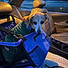 animal, blue, car_interior, cozy, curious, dog, domestic_animal, evening_light, green_sweater, headrest, indoor, leash, leather_seat, pet_carrier, seat, seatbelt, small_dog, transportation, vehicle, window
