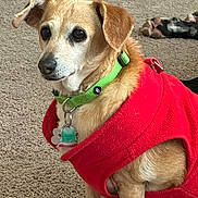 Penny is registered to the contest to win money with this photo: dog, pet, red_fleece, green_collar, carpet, indoor, animal, canine, fur, cute, domestic_animal, sitting, portrait, companion, friend, relaxed, two_dogs, background, paw, household