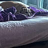 Penny joined the competition — help win amazing prizes! animal, bed, blanket, calm, comfort, cozy, dog, fur, furniture, home, indoor, light, pet, purple_blanket, quiet, relaxing, resting, shadow, sleepy, window
