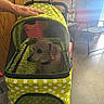 Penny joined the competition — help win amazing prizes! animal, chair, collar, comfort, dog, domestic, floor, green_color, hand, indoor, mesh_cover, pet_accessory, pet_stroller, polka_dot, relaxing, resting, small_dog, sunlight, window_light, wooden_wall