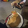 animal, brown_dog, carpet, cat, cat_tunnel, collar, cozy, curious, dog, floor, furniture, home, indoor, orange_cat, person_leg, pet, pet_bed, relaxed, slippers, socks