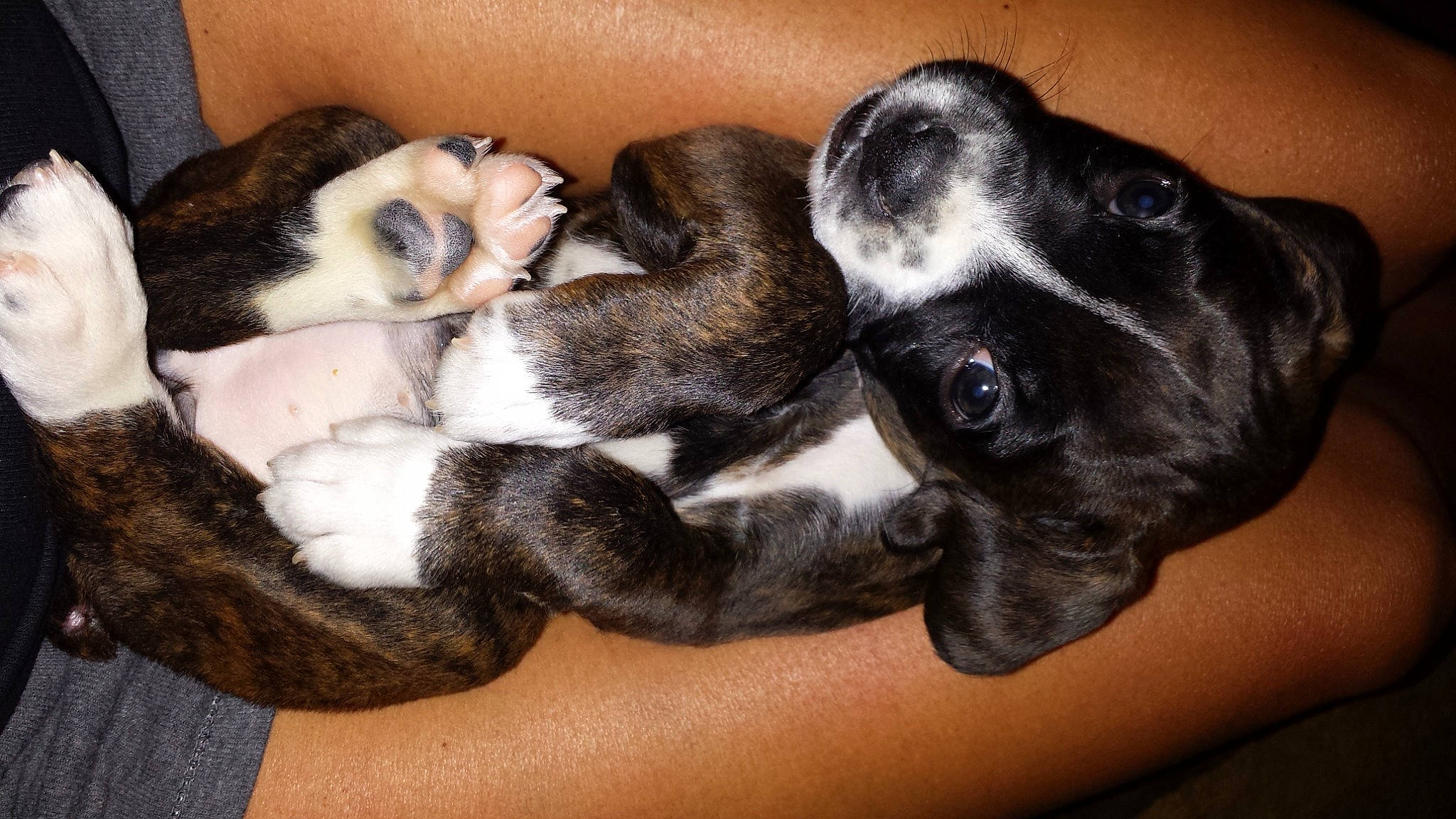 Bryn is registered to the contest to win money with this photo: bored, carnivore, comfort, companion_dog, dog, dog_breed, fawn, fur, non_sporting_group, paw, snout, sporting_group, tail, whiskers, working_animal