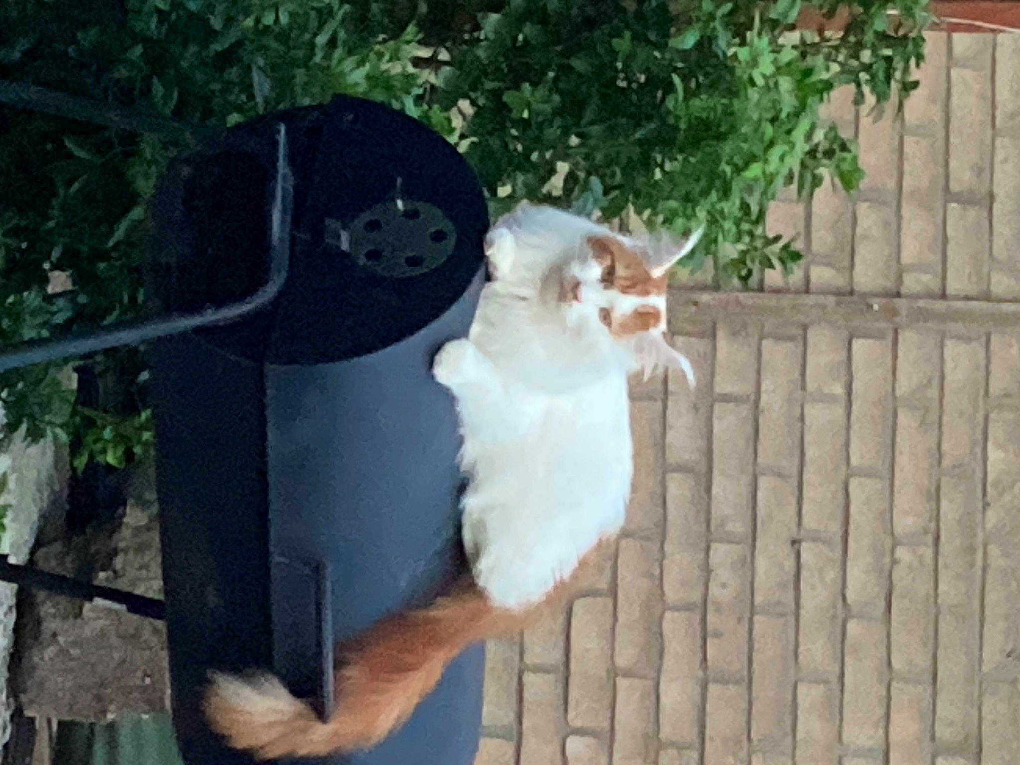 Oliver joined the competition — help win amazing prizes! canidae, carnivore, cat, fawn, felidae, fur, grass, plant, small_to_medium_sized_cats, tail, toy, whiskers, wood, wrist