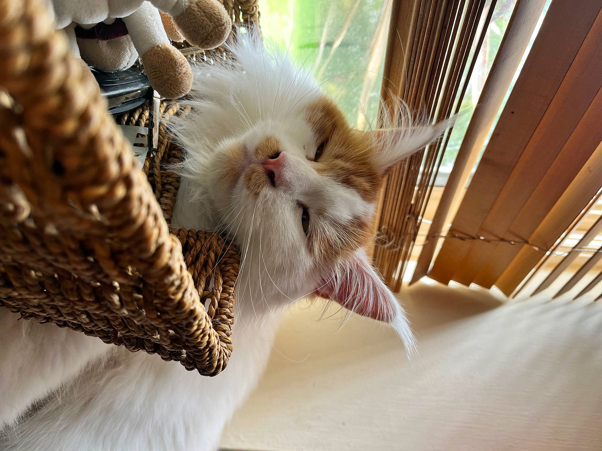 Oliver is registered to the contest to win money with this photo: carnivore, cat, claw, close_up, comfort, domestic_short_haired_cat, eye, fawn, felidae, foot, fur, nap, paw, plant, small_to_medium_sized_cats, snout, tail, terrestrial_animal, whiskers, wood