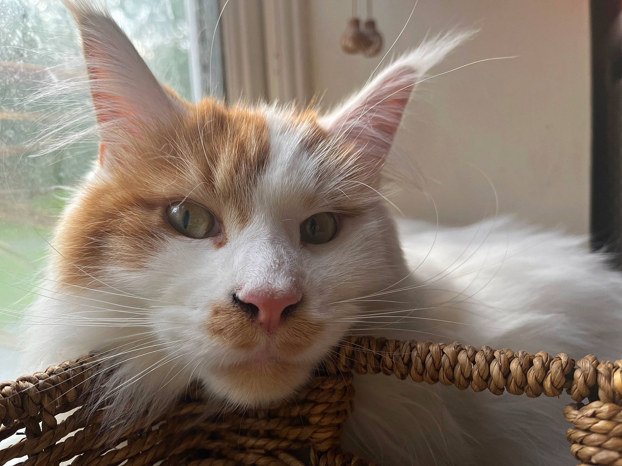 Oliver joined the competition — help win amazing prizes! carnivore, cat, cat_furniture, claw, domestic_short_haired_cat, fawn, felidae, fur, grass, head, iris, paw, plant, small_to_medium_sized_cats, snout, tail, tree, whiskers, window