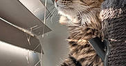 Tiplouf is registered to the contest to win money with this photo: animal, blinds, cat, closeup, curious, cute, daylight, feline, fur, home, indoor, paw, pet, portrait, relaxed, scratching_post, sunlight, tabby, whiskers, window