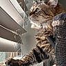 animal, blinds, cat, closeup, curious, cute, daylight, feline, fur, home, indoor, paw, pet, portrait, relaxed, scratching_post, sunlight, tabby, whiskers, window