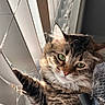 Tiplouf joined the competition — help win amazing prizes! animal, blinds, cat, closeup, cozy, cute, domestic_cat, feline, fur, green_eyes, indoor, paw, pet, portrait, relaxed, resting, sunlight, tabby_cat, whiskers, window