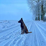 Milo a rejoint le concours — aidez-le/la à gagner de superbes lots ! animal, canine, cold, dog, forest, frost, landscape, morning, nature, outdoor, path, quiet, road, scenic, season, serene, sky, snow, trees, winter