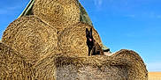 Milo participe au concours pour gagner de l'argent avec cette photo : agriculture, animal, canine, countryside, dog, farm, field, harvest, nature, outdoors, person, pet, pushing, rural, straw