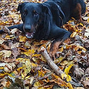 éros participe au concours pour gagner de l'argent avec cette photo : animal, autumn, black_dog, brown_dog, canine, daytime, dog, fall, forest, fur, ground_cover, happy, leaves, nature, outdoor, pet, playful, stick, tree, woodland