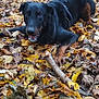 animal, autumn, black_dog, brown_dog, canine, daytime, dog, fall, forest, fur, ground_cover, happy, leaves, nature, outdoor, pet, playful, stick, tree, woodland