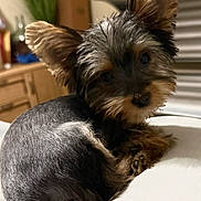 Rocky is registered to the contest to win money with this photo: affenpinscher, animal, ball, bed, bedroom, canine, cat, cockerspaniel, couch, dog, football, furniture, indoors, interiordesign, pet, plant, pottedplant, puppy, room, terrier