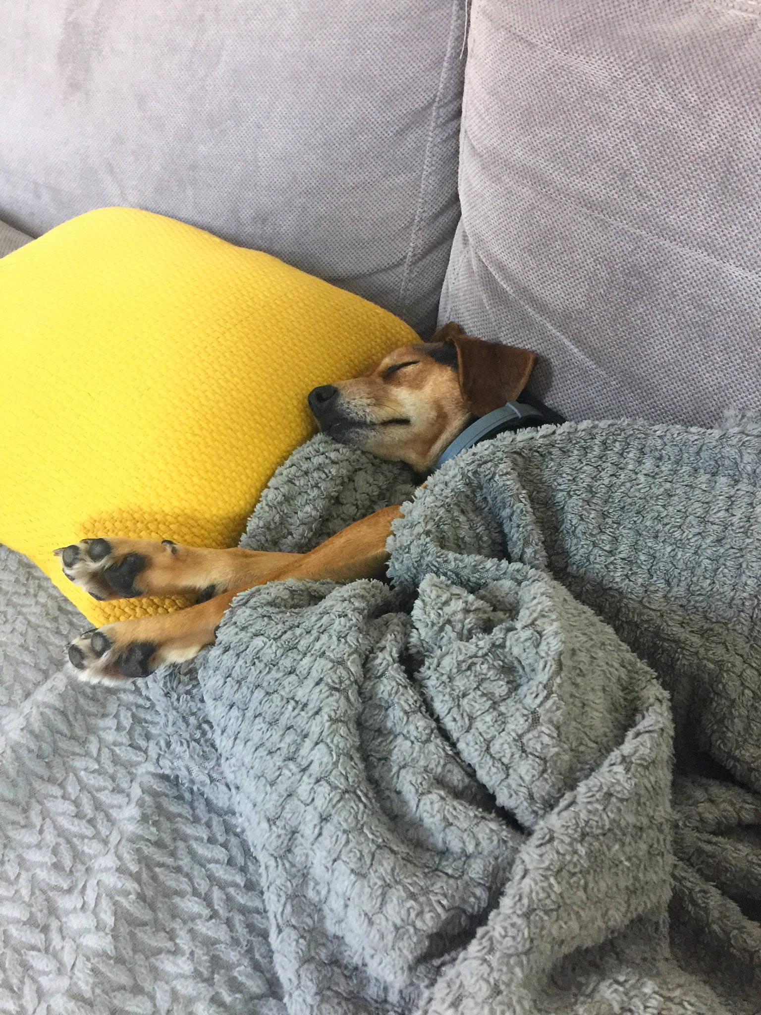 Wiky a rejoint le concours — aidez-le/la à gagner de superbes lots ! bed, blanket, canidae, carnivore, chihuahua, comfort, dog, dog_breed, fawn, furniture, knitting, linens, nap, puppy, room, sleep, yellow