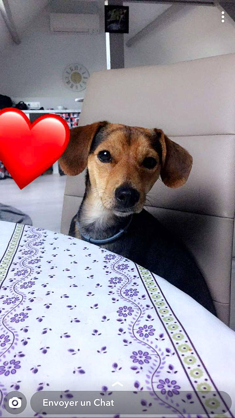 Wiky a rejoint le concours — aidez-le/la à gagner de superbes lots ! beagle, canidae, carnivore, companion_dog, dachshund, dog, dog_breed, ear, fawn, harrier, mammal, paw, puppy, rare_breed_dog, russell_terrier, snout, vertebrate