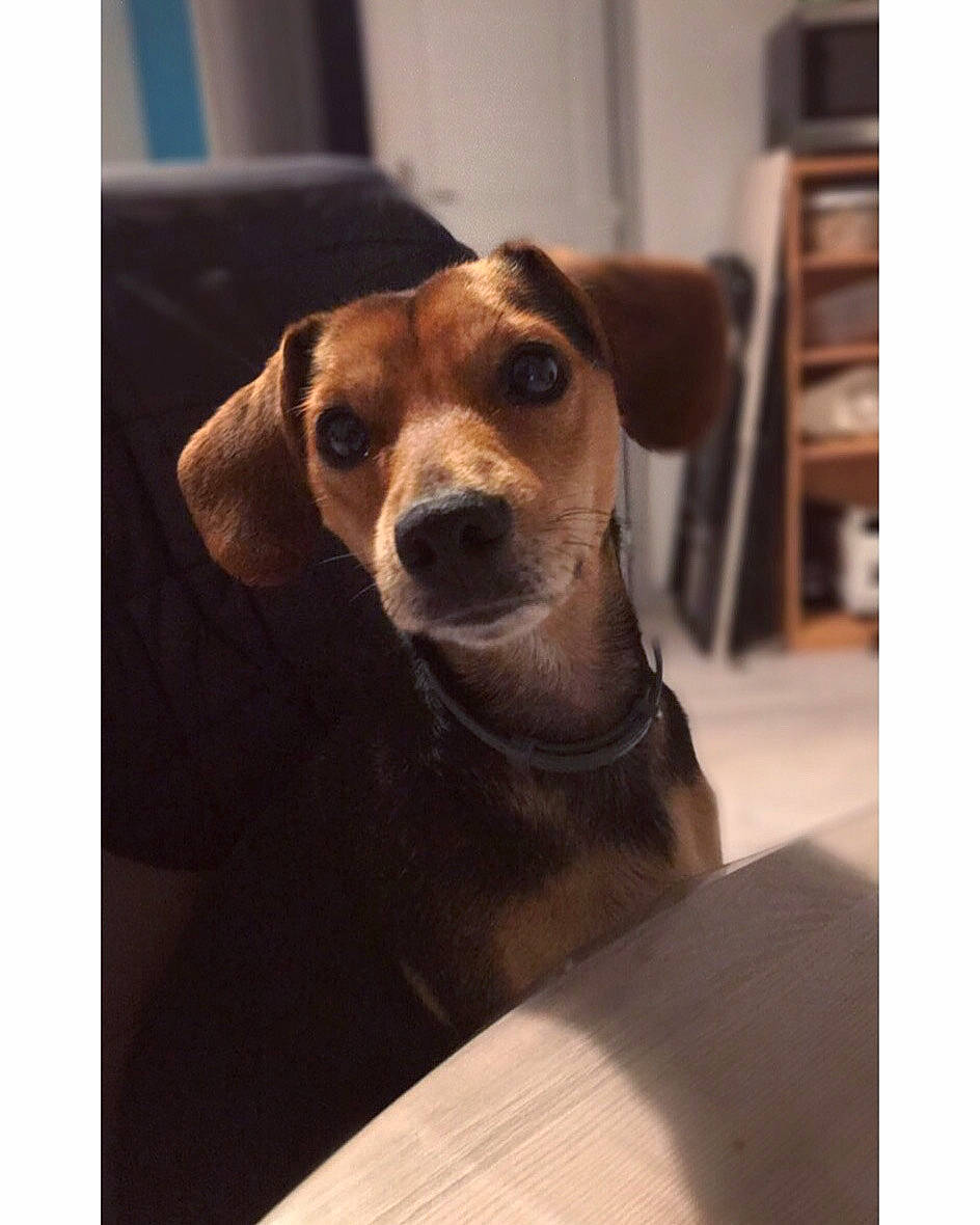 Wiky participe au concours pour gagner de l'argent avec cette photo : beagle, canidae, carnivore, companion_dog, dachshund, dog, dog_breed, ear, fawn, mammal, nose, puppy, snout, sporting_group, square, vertebrate