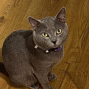 Garry joined the competition — help win amazing prizes! cat, gray_cat, pet, animal, feline, collar, bell, sitting, wooden_floor, indoor, fur, whiskers, ears, yellow_eyes, cute, curious, domestic_cat, portrait, looking_up, flooring