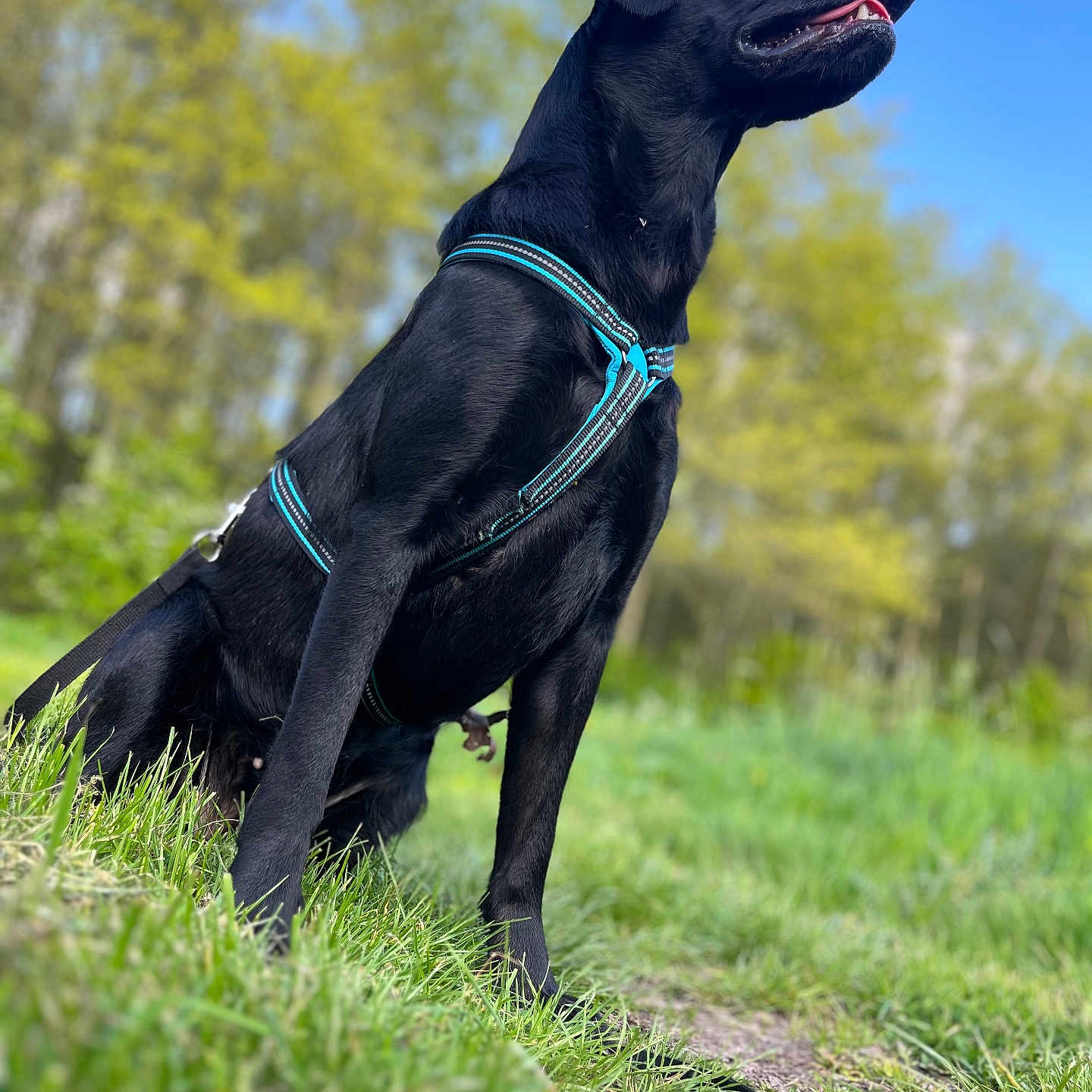 Vayana participe au concours pour gagner de l'argent avec cette photo : accessories, animal, canine, collar, dog, field, grass, grassland, harness, labradorretriever, leash, outdoors, person, pet, plant, pointer, policedog, puppy, strap, walkingdog