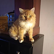 Charles is registered to the contest to win money with this photo: cat, orange_cat, fluffy_fur, indoor, cabinet, furniture, pet, animal, domestic_cat, sitting, looking, feline, whiskers, ears, paws, wooden_furniture, shadow, soft_light, household, curious