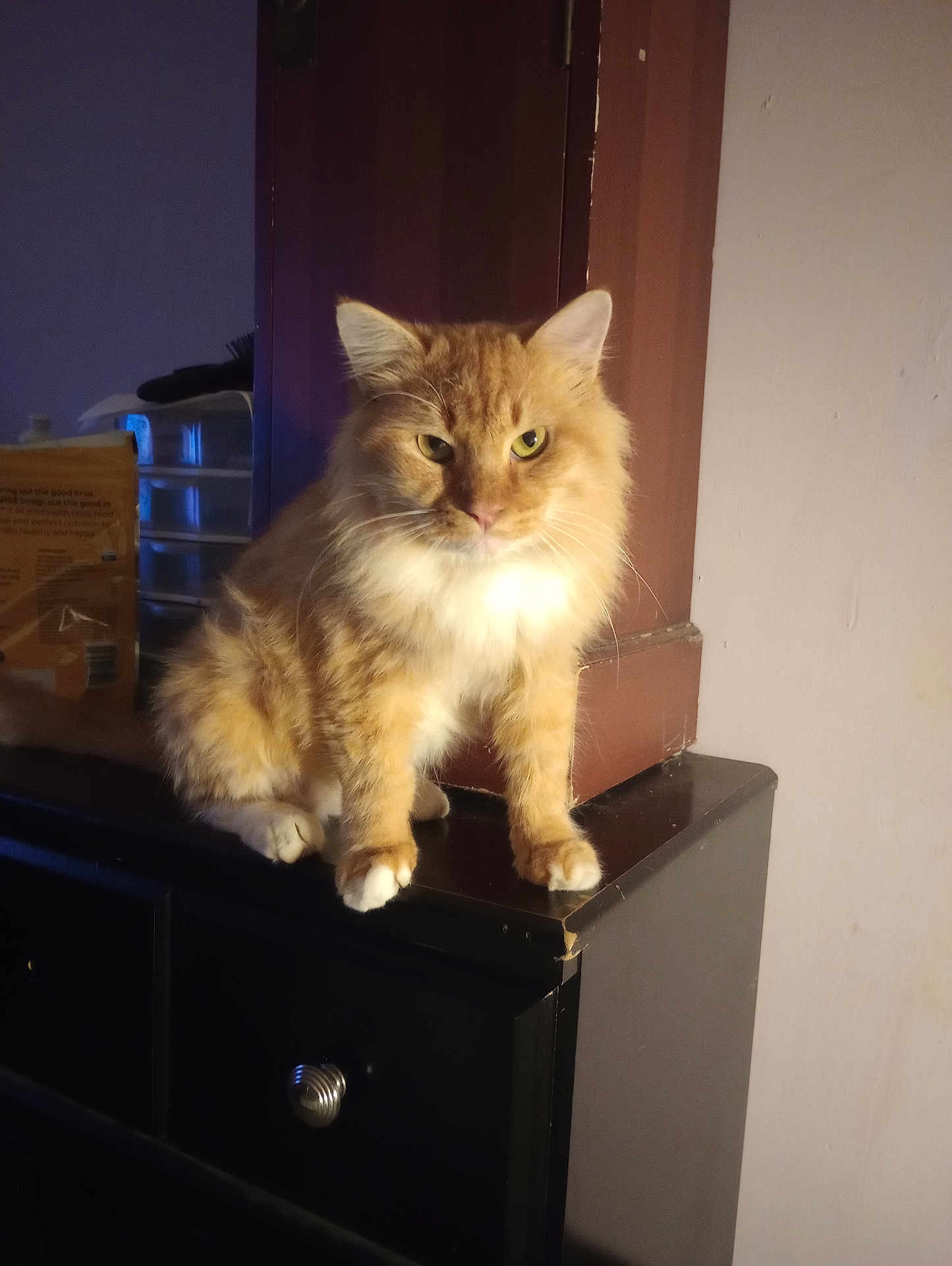 Charles is registered to the contest to win money with this photo: cat, orange_cat, fluffy_fur, indoor, cabinet, furniture, pet, animal, domestic_cat, sitting, looking, feline, whiskers, ears, paws, wooden_furniture, shadow, soft_light, household, curious