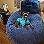 animal, bean_bag, blue, brindle, chair, comfortable, cozy, curtain, dog, domestic, furniture, indoor, jacket, looking_at_camera, mug, pet, relaxed, side_table, window, wooden_floor