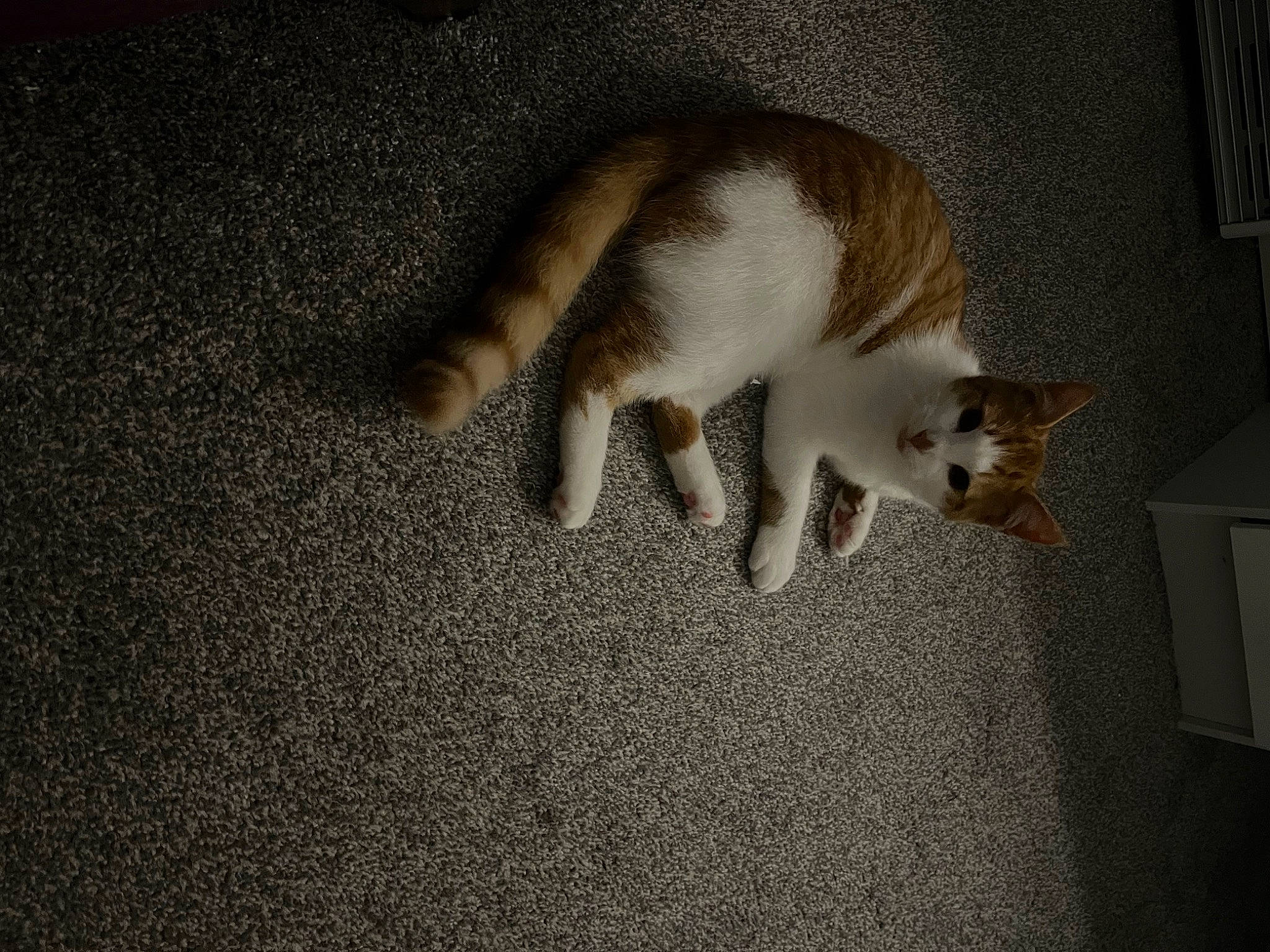 Beanie joined the competition — help win amazing prizes! canidae, carnivore, cat, claw, dog_breed, domestic_short_haired_cat, fawn, felidae, flooring, fur, human_leg, paw, sitting, small_to_medium_sized_cats, snout, sporting_group, tail, wall_plate, whiskers, wood