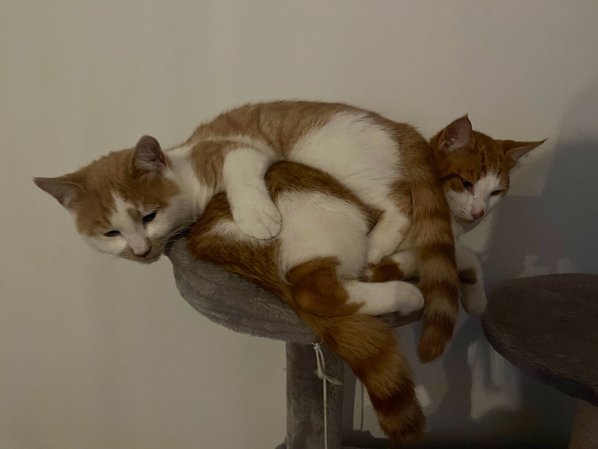 Beanie is registered to the contest to win money with this photo: art, balinese, canidae, carnivore, cat, claw, domestic_short_haired_cat, fawn, felidae, fur, jaw, painting, paw, small_to_medium_sized_cats, snout, tail, terrestrial_animal, visual_arts, whiskers, wood