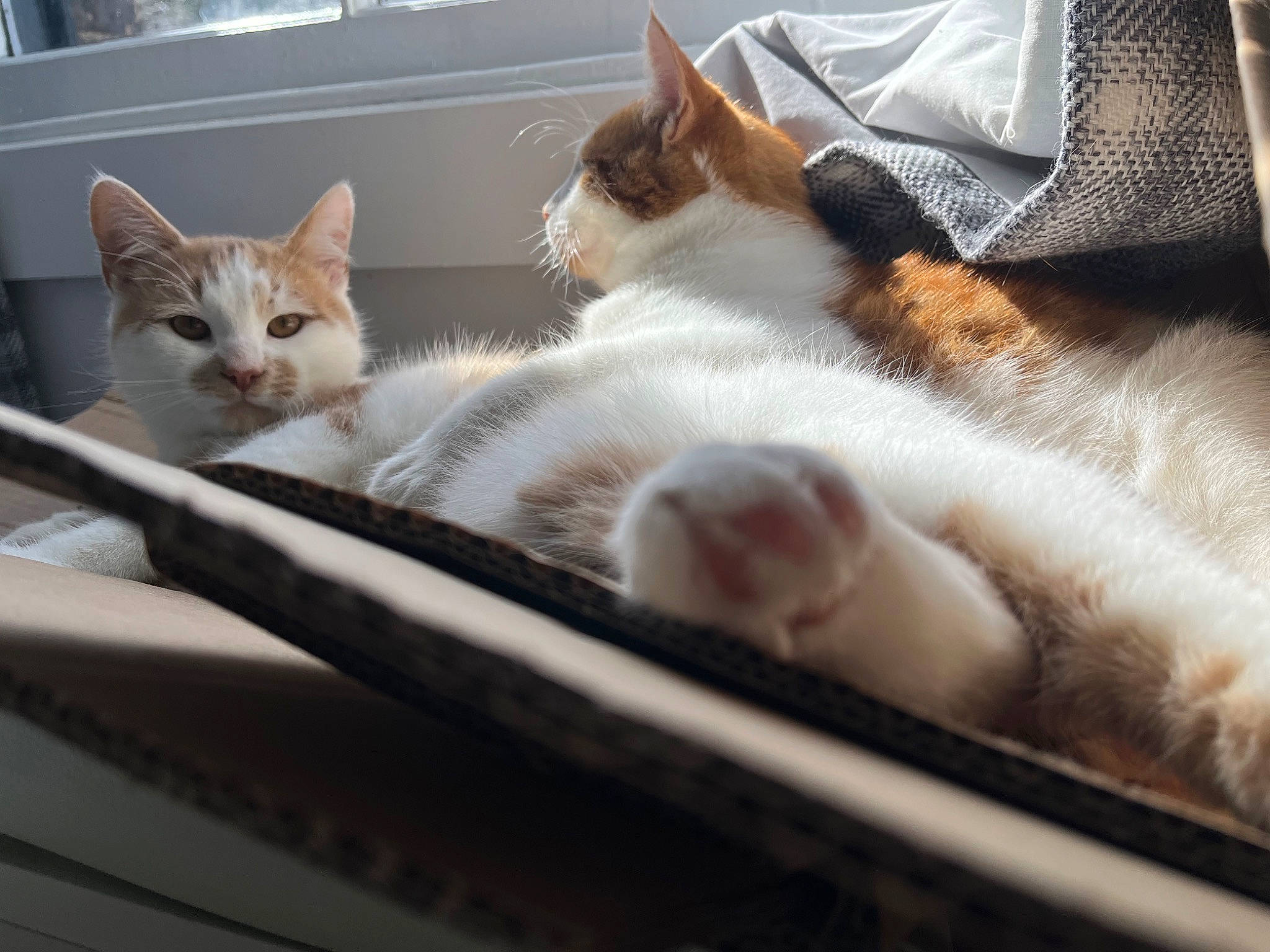 Beanie is registered to the contest to win money with this photo: box, carnivore, cat, claw, comfort, domestic_short_haired_cat, fawn, felidae, fur, nap, paw, small_to_medium_sized_cats, snout, tail, whiskers, window, windshield, wood