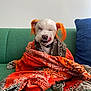 Chucha joined the competition — help win amazing prizes! dog, white_dog, orange_ears, blanket, patterned_blanket, green_couch, blue_pillow, indoor, pet, cute, tongue_out, playful, wrapped, cozy, fur, canine, smiling, seated, domestic_animal, happy