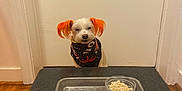 Chucha joined the competition — help win amazing prizes! dog, orange_ears, bandana, table, tray, steak, rice, indoor, wood_floor, waiting, pet, animal, food, plate, cute, small_dog, white_dog, curious, sitting, kitchen