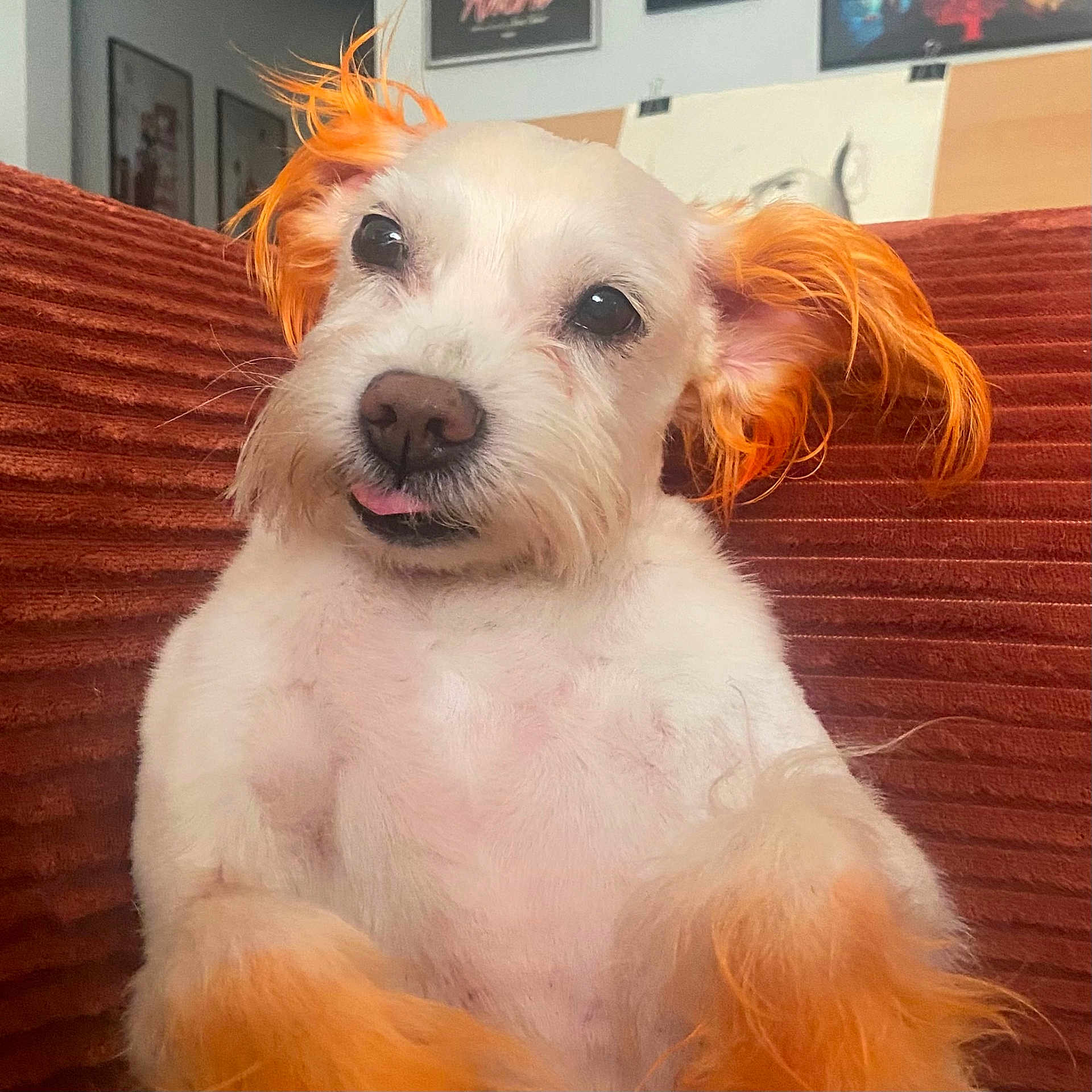 Chucha is registered to the contest to win money with this photo: animal, close_up, couch, cozy, cute, dog, ears, fluffy, fur, home, indoor, nose, orange_ears, orange_paws, pet, playful, portrait, sitting, tongue_out, white_fur