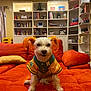 Chucha is registered to the contest to win money with this photo: dog, orange_ears, orange_tail, dog_jacket, orange_couch, living_room, bookshelf, sitting, pet, indoor, furniture, home_decor, cute, small_dog, white_dog, colorful, animal, portrait, cozy, casual