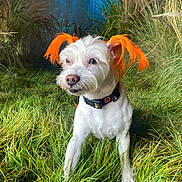Chucha is registered to the contest to win money with this photo: dog, white_dog, orange_ears, grass, outdoor, nature, forest, collar, pet, animal, canine, fur, cute, alert, greenery, wild_grass, portrait, daylight, mystical, background
