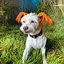 dog, white_dog, orange_ears, grass, outdoor, nature, forest, collar, pet, animal, canine, fur, cute, alert, greenery, wild_grass, portrait, daylight, mystical, background