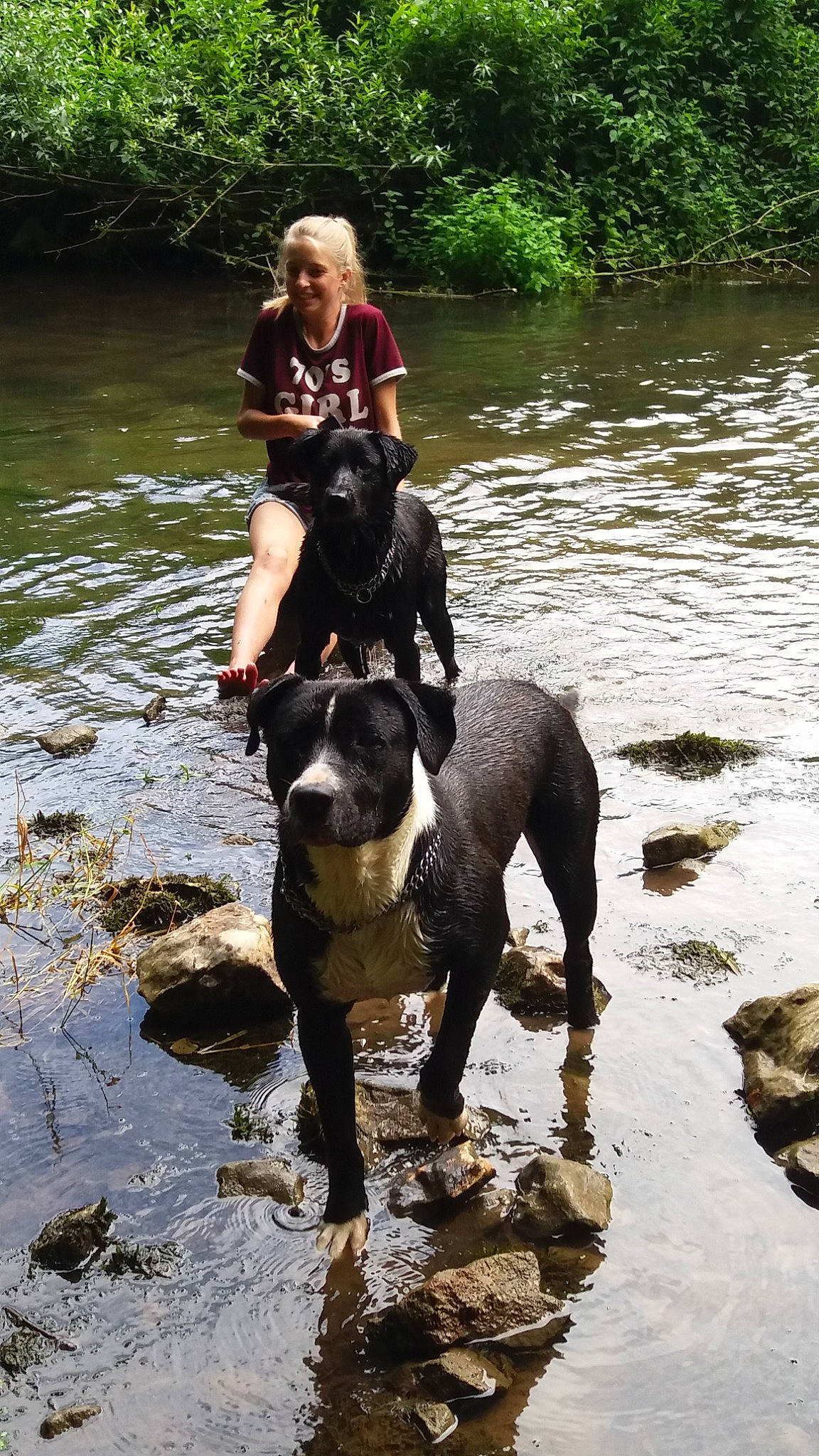 Malabar participe au concours pour gagner de l'argent avec cette photo : adventure, american_pit_bull_terrier, american_staffordshire_terrier, canidae, carnivore, dog, dog_breed, dog_walking, fawn, great_dane, guard_dog, hunting_dog, non_sporting_group, person, recreation, sporting_group, staffordshire_bull_terrier, water