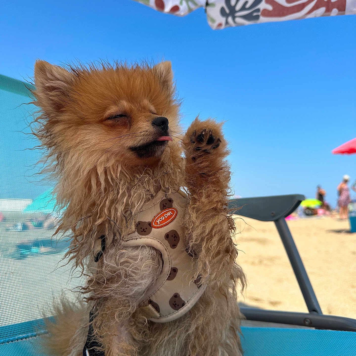 Lady participe au concours pour gagner de l'argent avec cette photo : accessories, animal, beach, canine, clothing, coast, dog, helmet, nature, outdoors, person, pet, poodle, puppy, sea, shoreline, summer, sunglasses, terrier, water